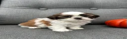 Shih Tzu dogs for sale: Bella - Ad 3