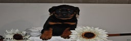 Rottweiler dogs for sale: Sasha - Ad 2