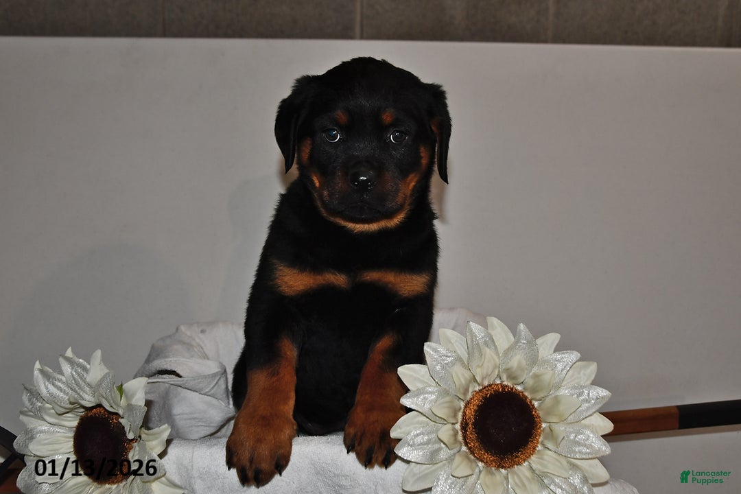 Rottweiler dogs for sale: Sasha - Ad 2