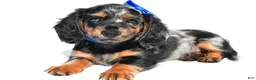 Miniature Dachshund dogs for sale: Porter - Ad 3
