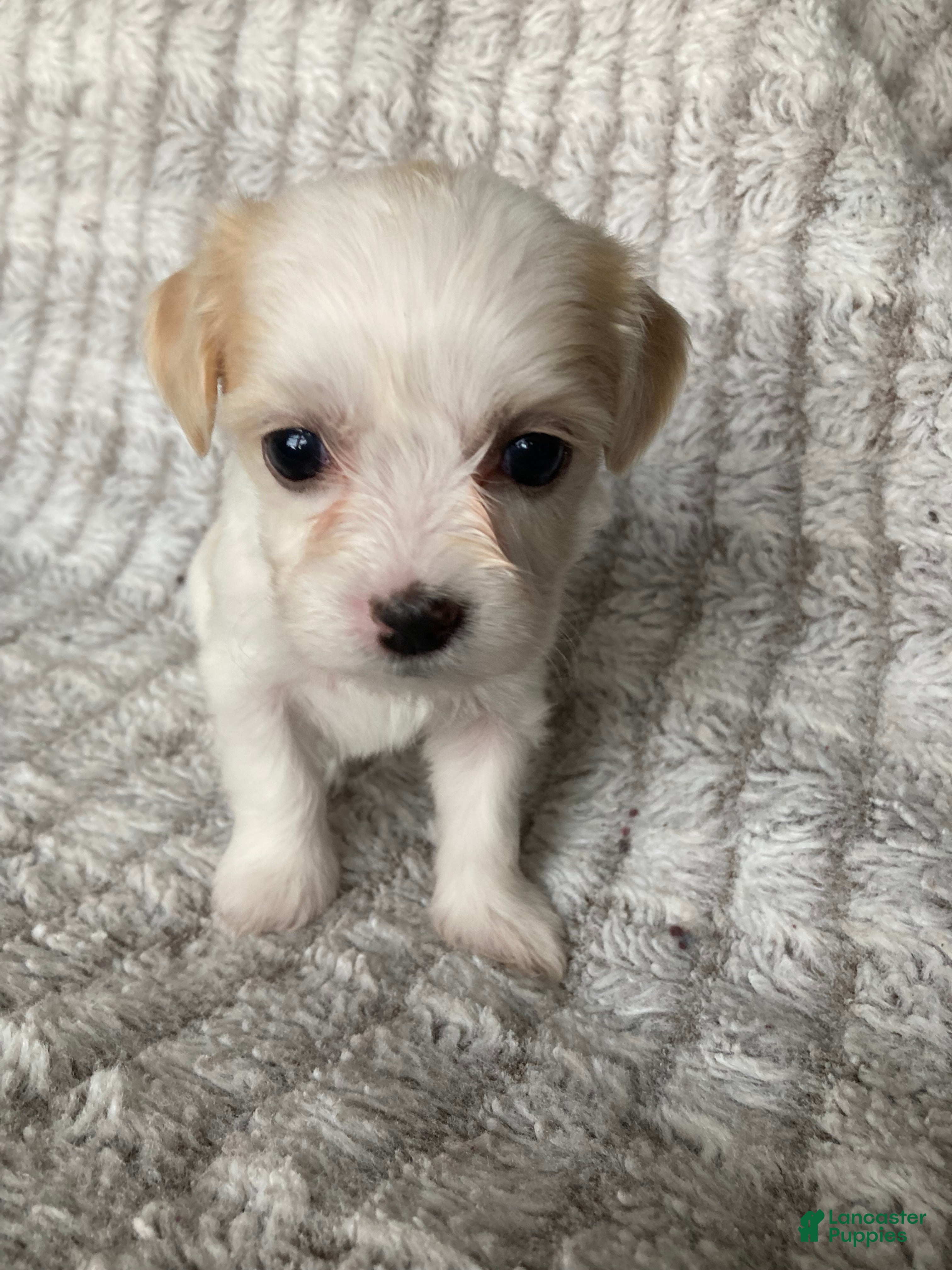 Mixed Breed dogs Ellie - Ad 2