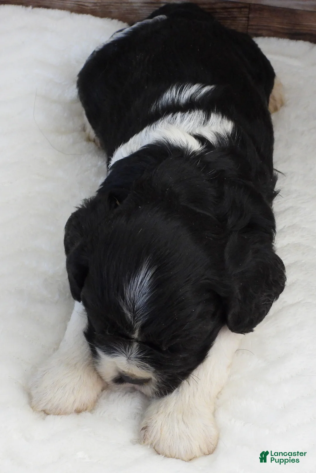 Mixed Breed dogs for sale: Cockalier #7 Male - Ad 2