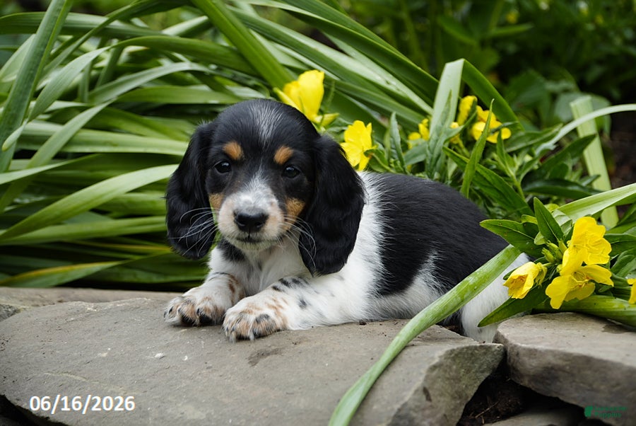 Miniature Dachshund dogs Domino - Ad 2