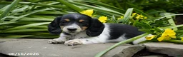 Miniature Dachshund dogs for sale: Domino - Ad 2