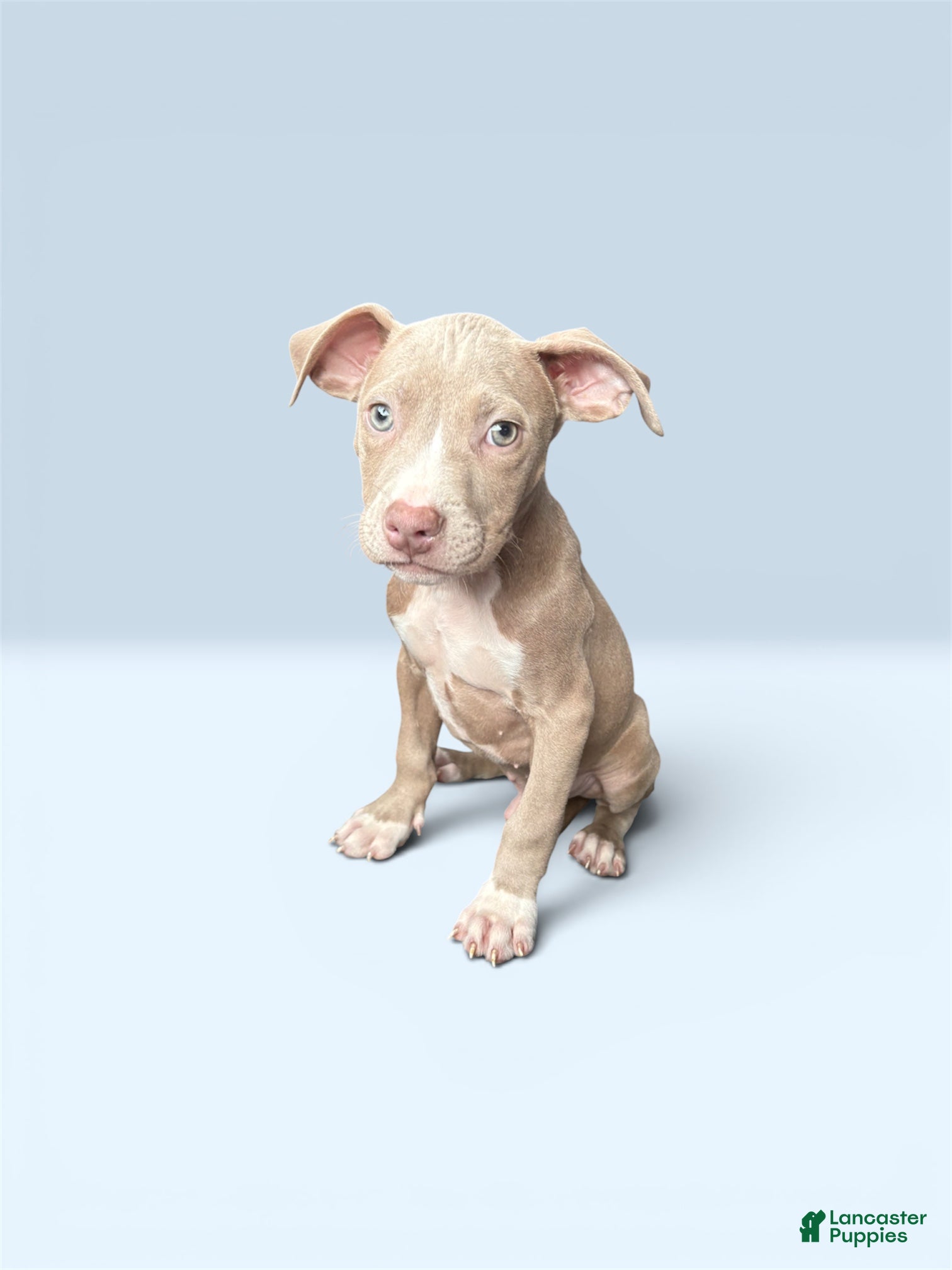 American Pit Bull Terrier dogs Tino - Ad 1