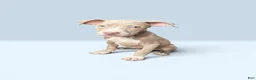 American Pit Bull Terrier dogs for sale: Tino - Ad 1
