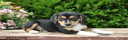 Beagle dogs for sale: Remi - Ad 4