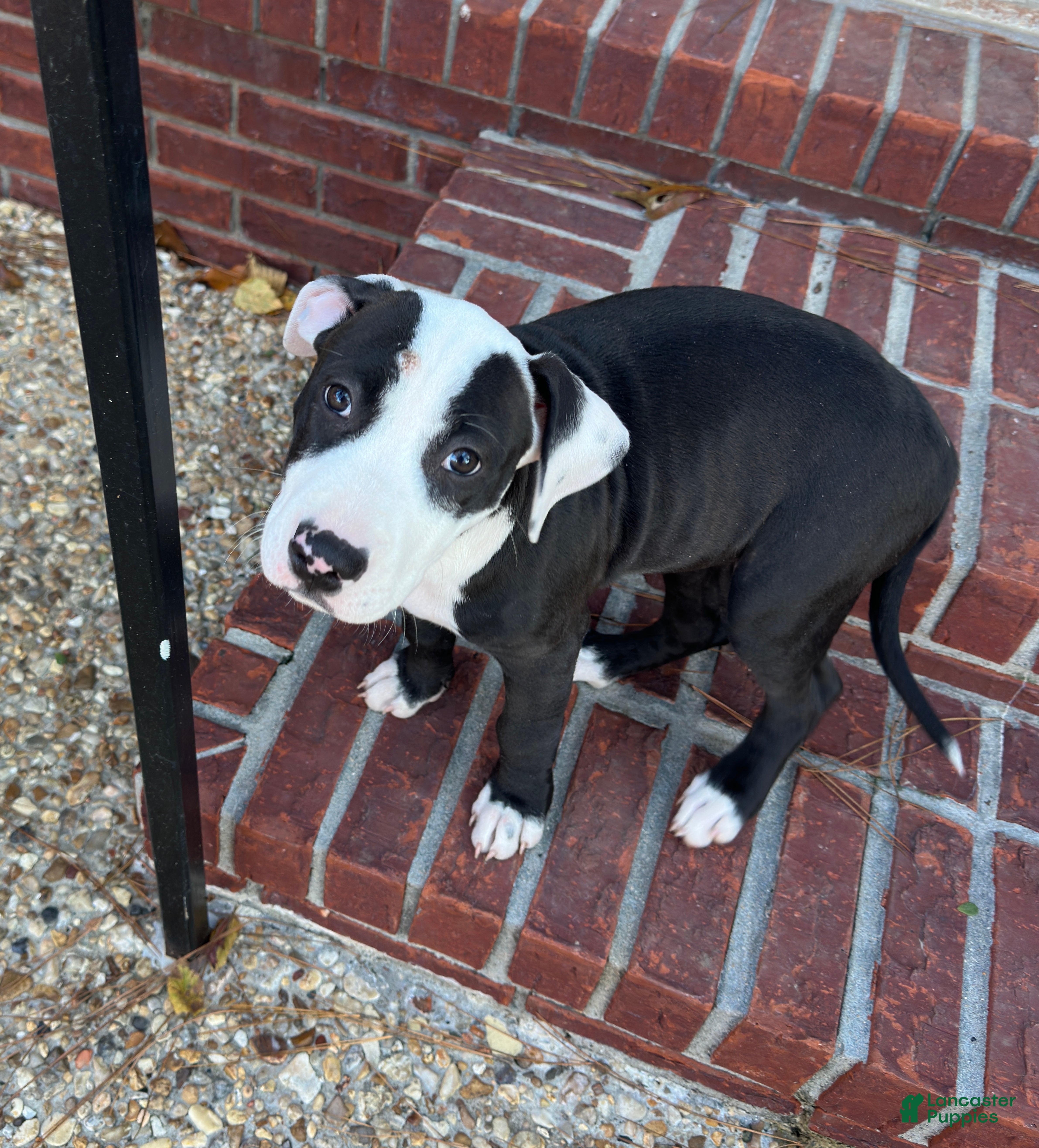 American Pit Bull Terrier dogs Bella - Ad 1