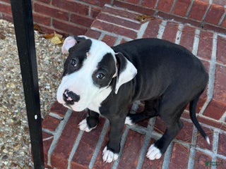 American Pit Bull Terrier dogs Bella - Ad 1