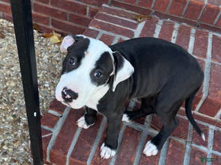 American Pit Bull Terrier dogs Bella - Ad 1