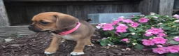 Puggle dogs for sale: Sophie - Ad 5