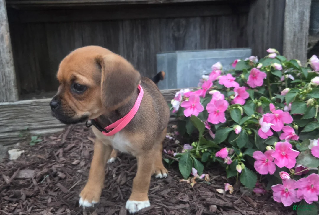 Puggle dogs for sale: Sophie - Ad 5