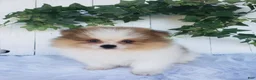 Pomeranian dogs for sale: Max  - Ad 6
