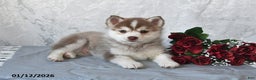 Pomsky dogs for sale: Ace - Ad 5