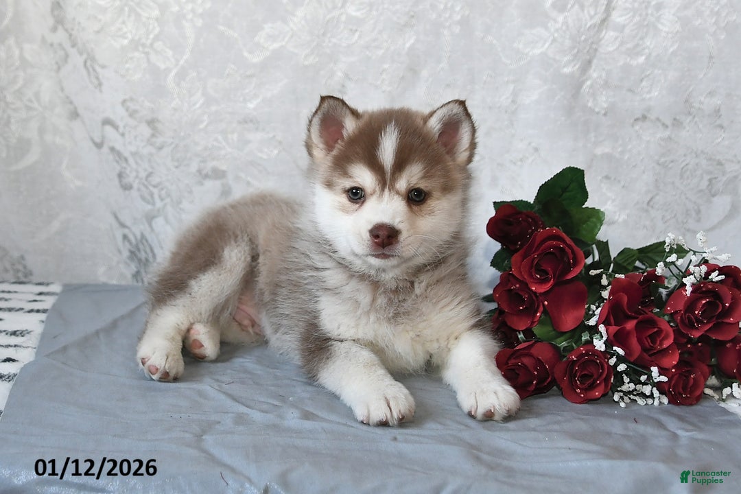Pomsky dogs for sale: Ace - Ad 5
