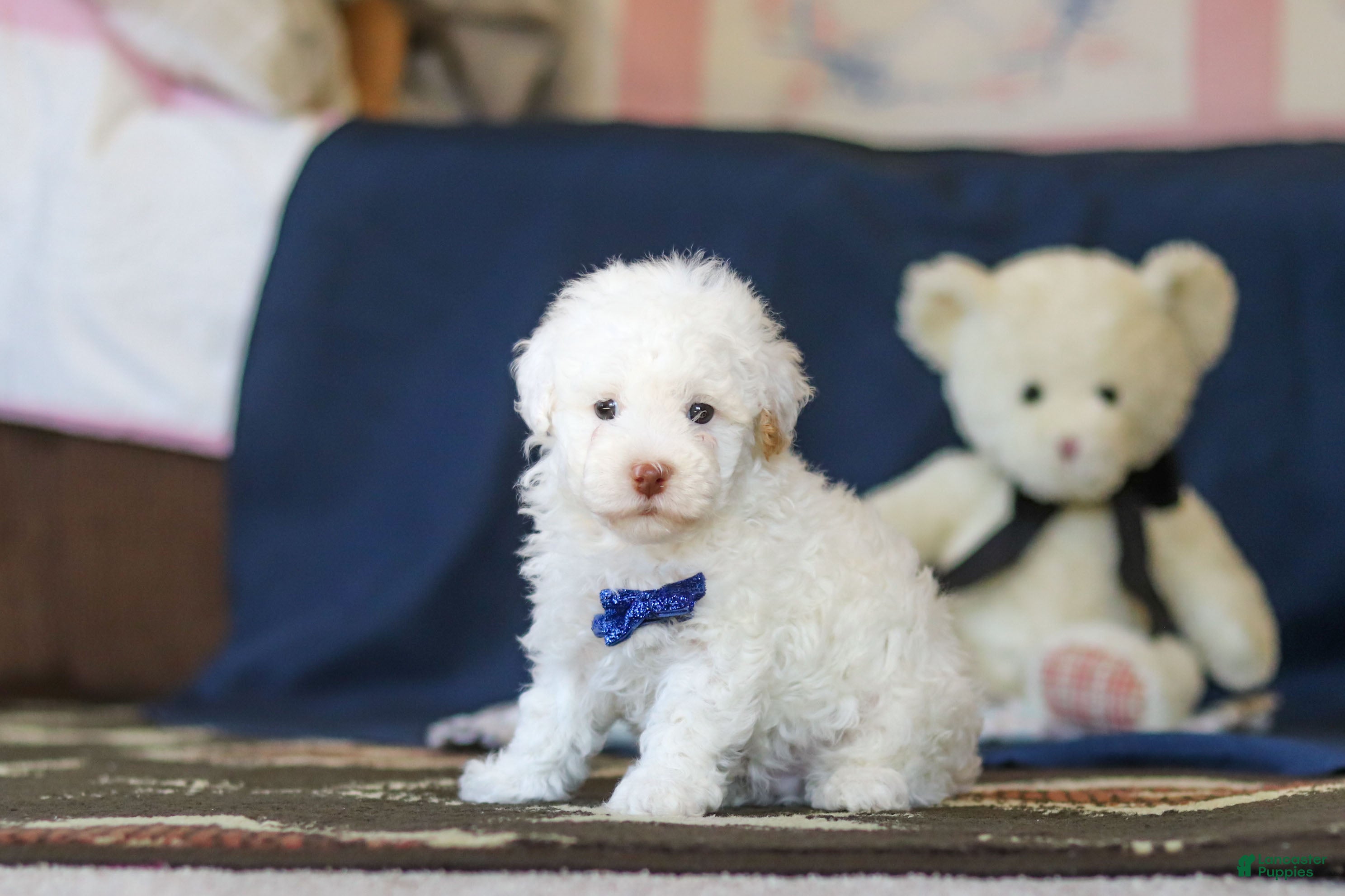 Toy Poodle dogs Bingo - Ad 1