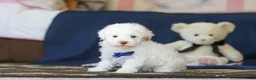 Toy Poodle dogs for sale: Bingo - Ad 1