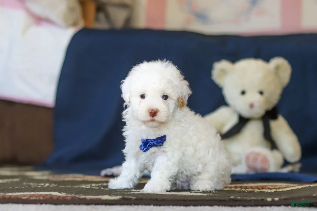 Toy Poodle dogs for sale: Bingo - Ad 1