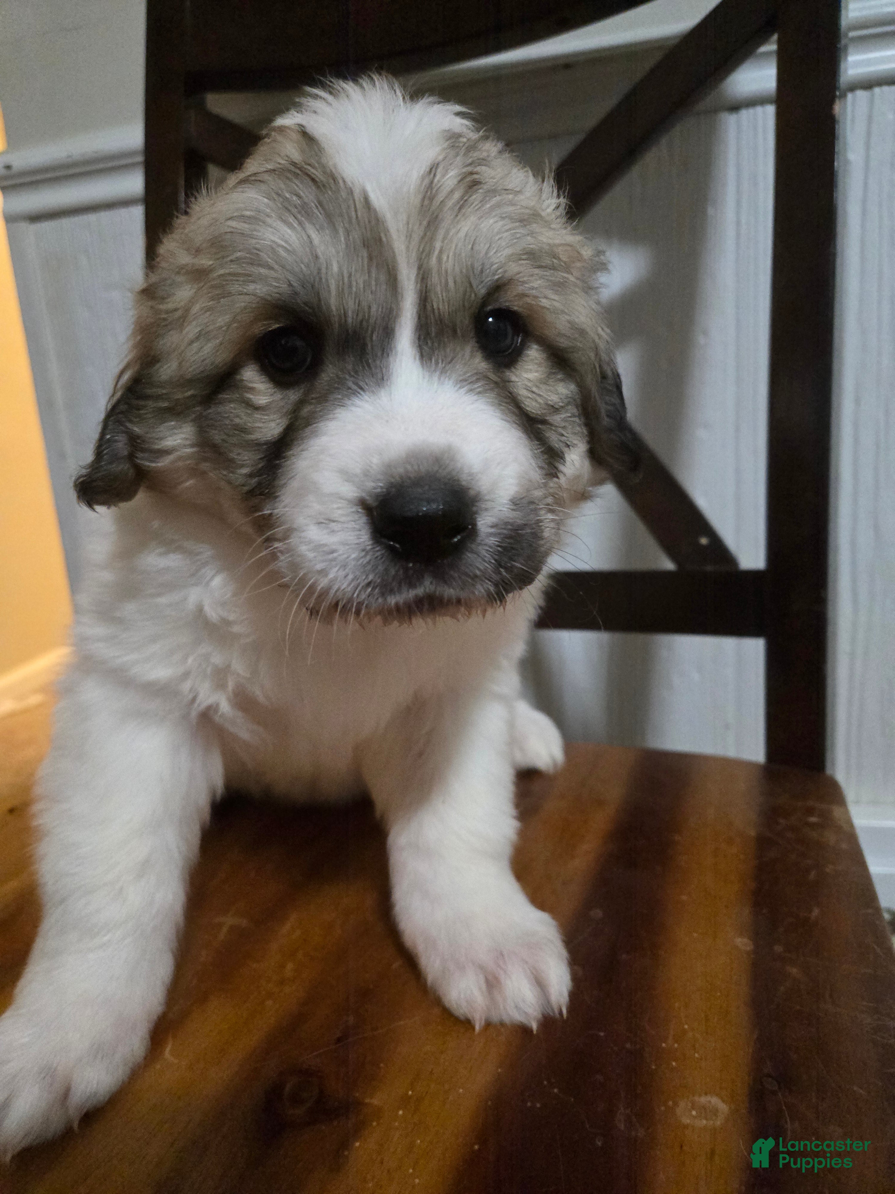 Great Pyrenees dogs Great Pyrenees Puppy 5 - Ad 19