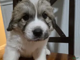 Great Pyrenees dogs Great Pyrenees Puppy 5 - Ad 19