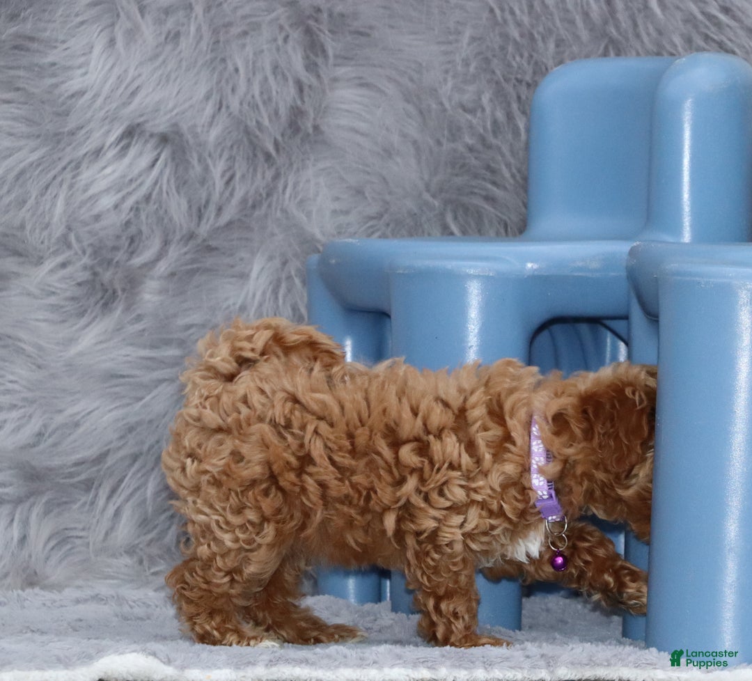 Havapoo dogs for sale: Eva 👨‍👨‍👧‍👦💞🐕 - Ad 19