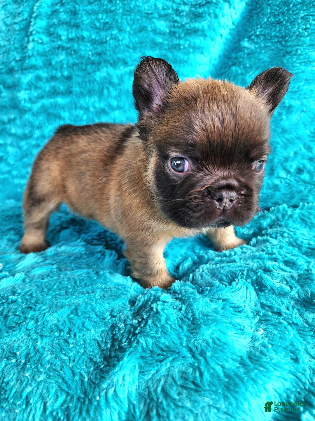 French Bulldog dogs for sale: Teddy Bear  - Ad 1