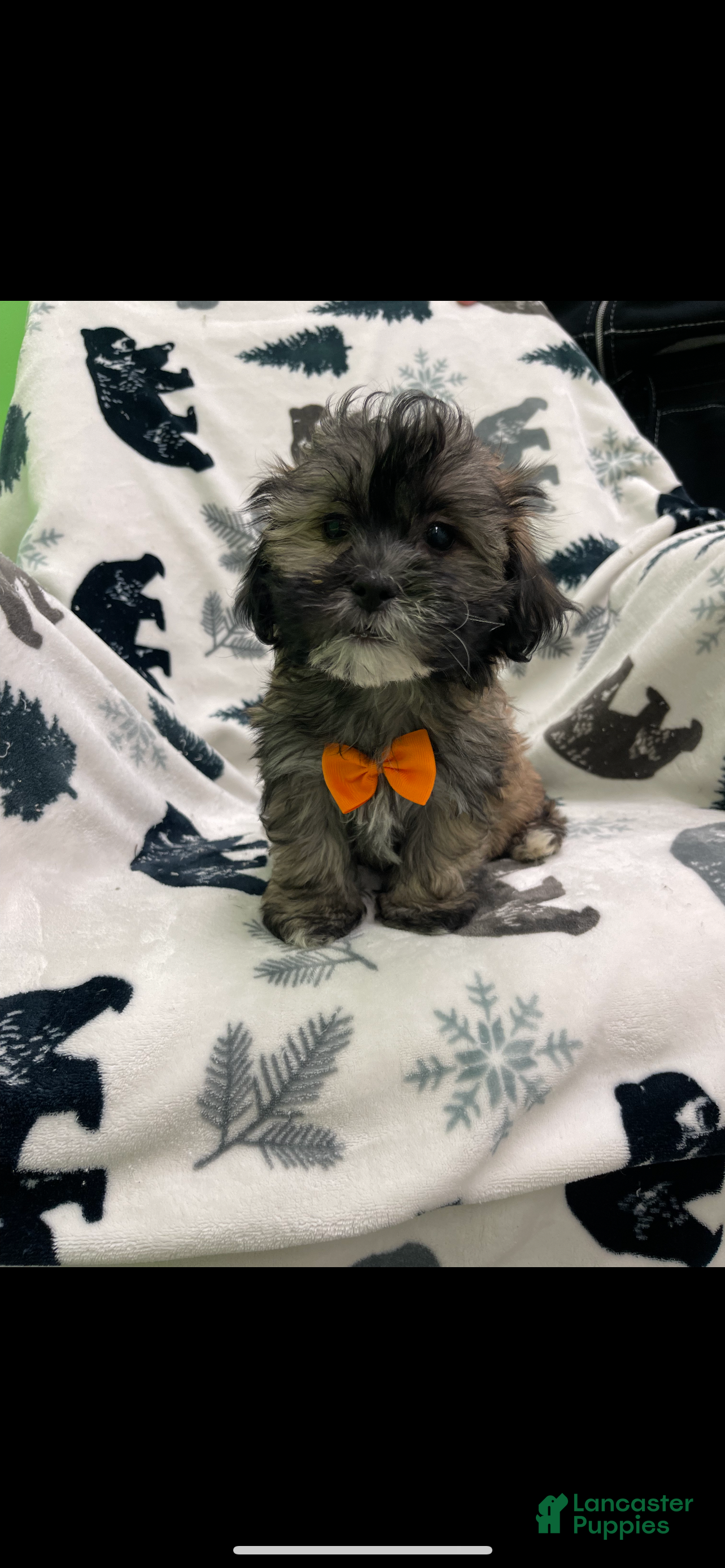 Teddy Bear dogs Mandy  - Ad 3