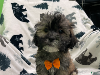 Teddy Bear dogs Mandy - Ad 5