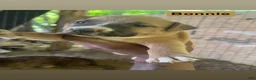 American Pit Bull Terrier dogs for sale: American Pit Bull Terrier 5 - Ad 2