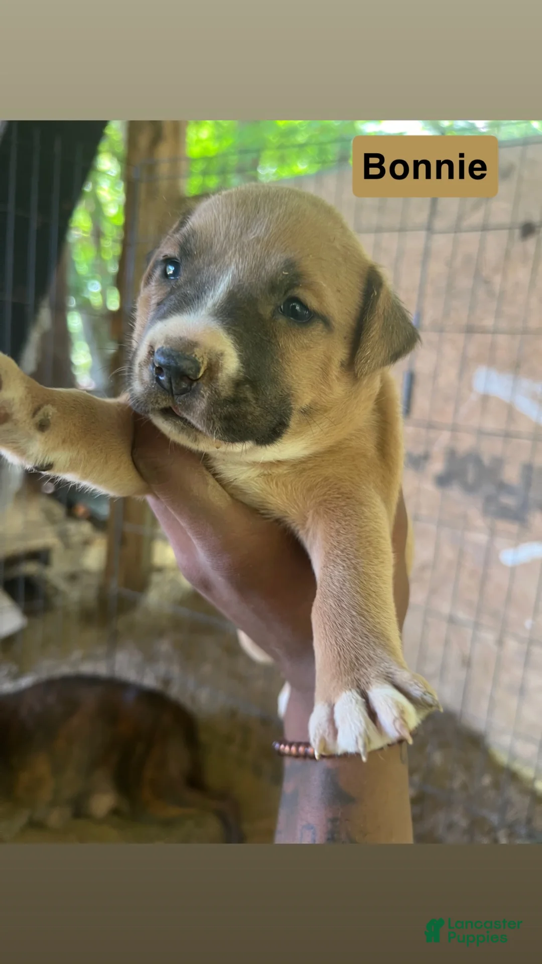 American Pit Bull Terrier dogs for sale: American Pit Bull Terrier 5 - Ad 2