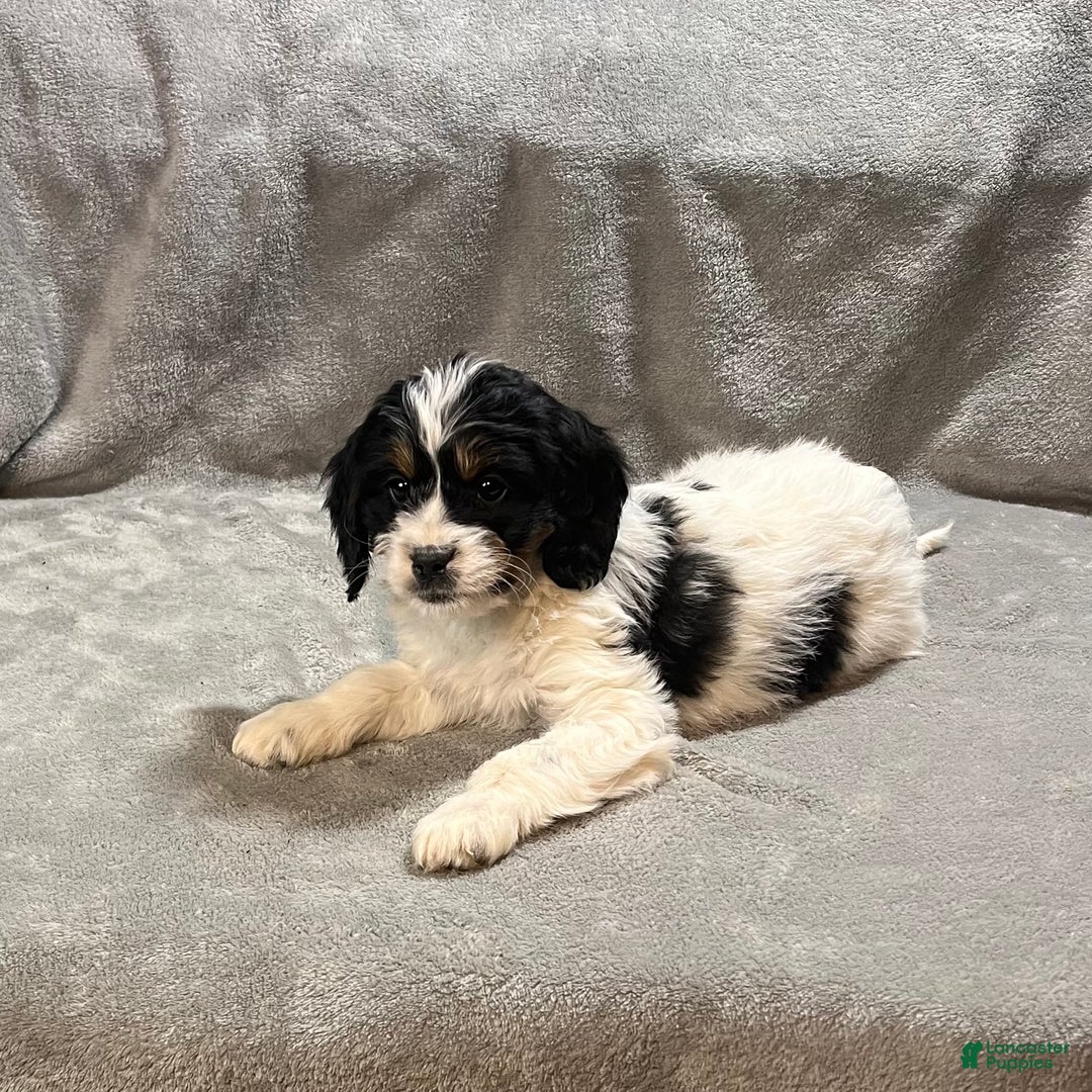 Bernedoodle dogs for sale: Gigi - Ad 4
