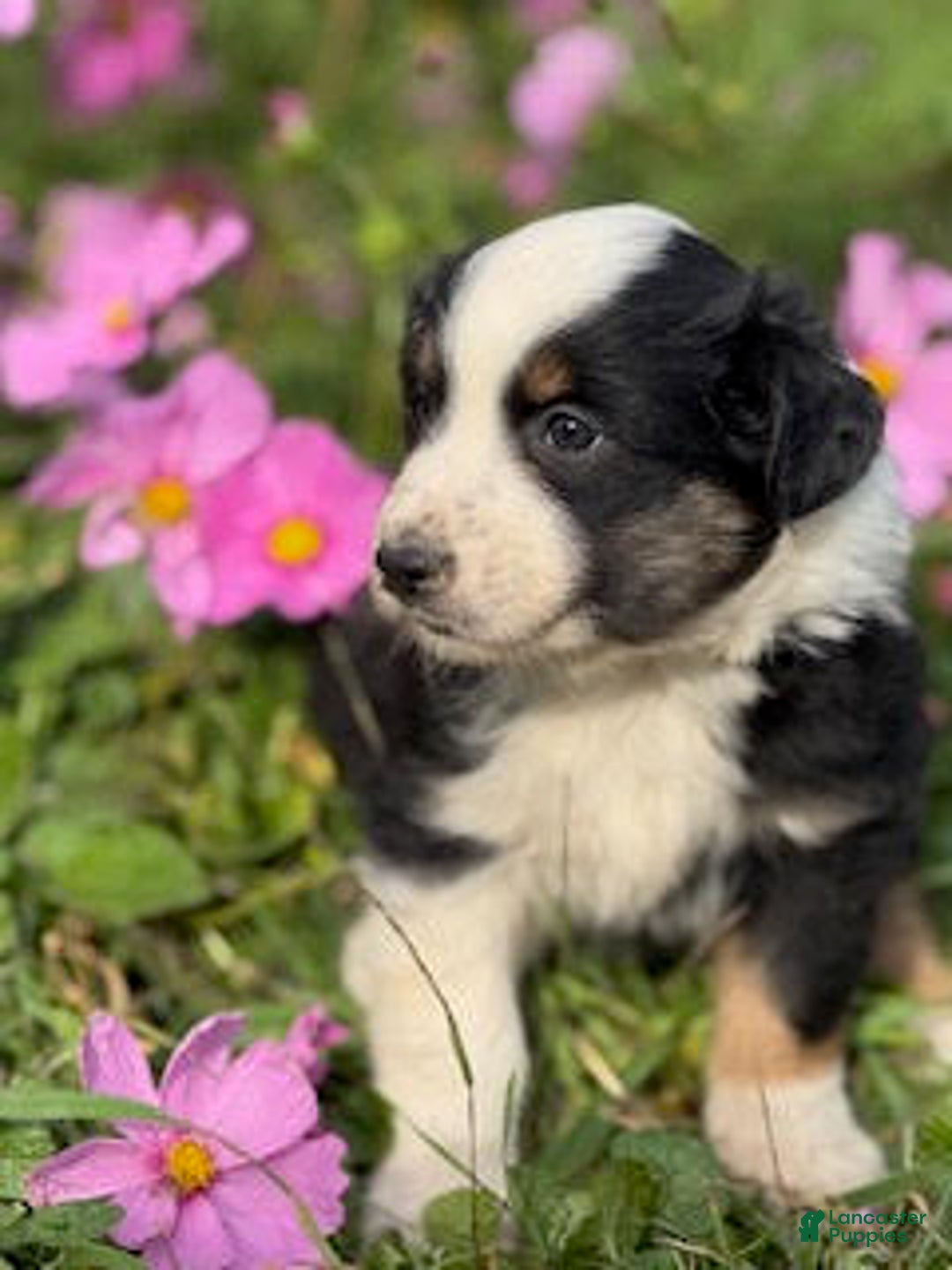 Miniature Australian Shepherd dogs for sale: Maverick - Ad 3
