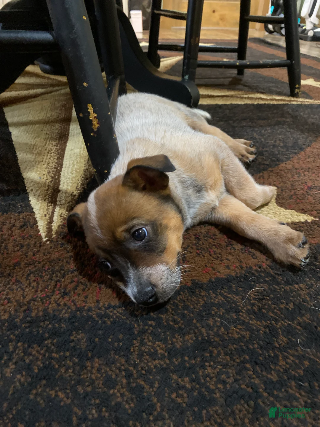 Australian Cattle Dog dogs for sale: Ruby  - Ad 2