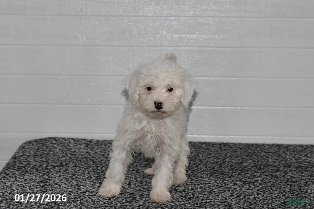 Mini Sheepadoodle dogs for sale: Chloe - Ad 3