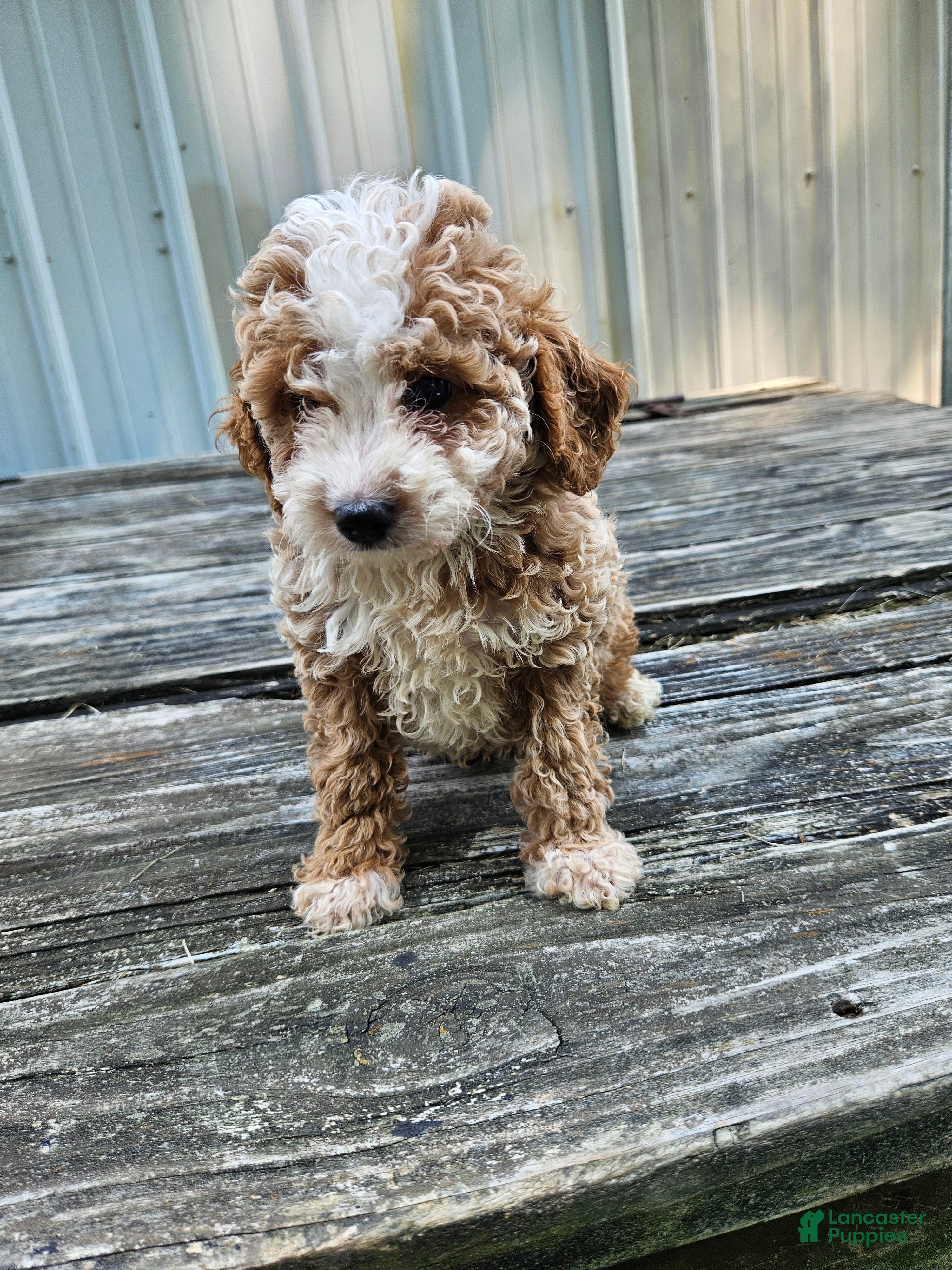 Mini Goldendoodle dogs Chip - Ad 22