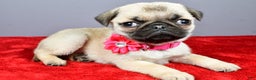 Pug dogs for sale: Tessa - Ad 2
