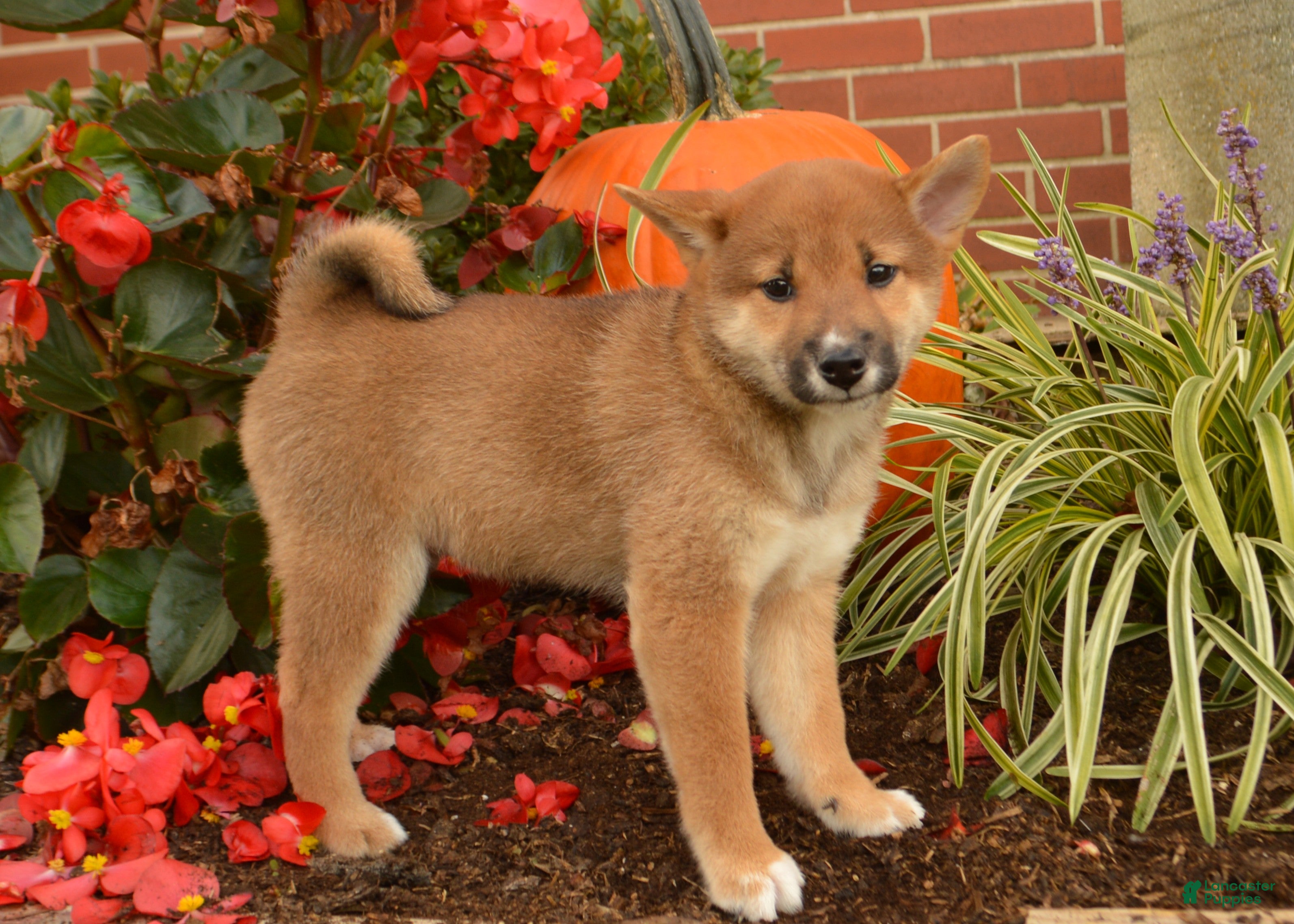 Shiba Inu puppies for sale in Laurel, Maryland Lancaster Puppies