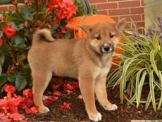 Shiba Inu dogs - Ad 23
