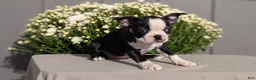 Boston Terrier dogs for sale: Trixie - Ad 10