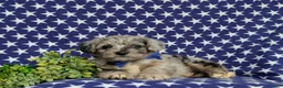 Corgipoo dogs for sale: Dalton - Ad 7