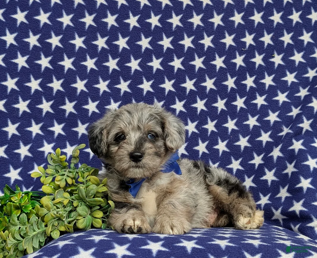 Corgipoo dogs for sale: Dalton - Ad 7