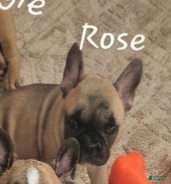 French Bulldog dogs Pretty Girl Rose - Ad 2