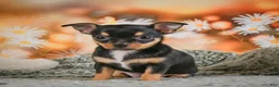 Chihuahua dogs for sale: Darla - Ad 9