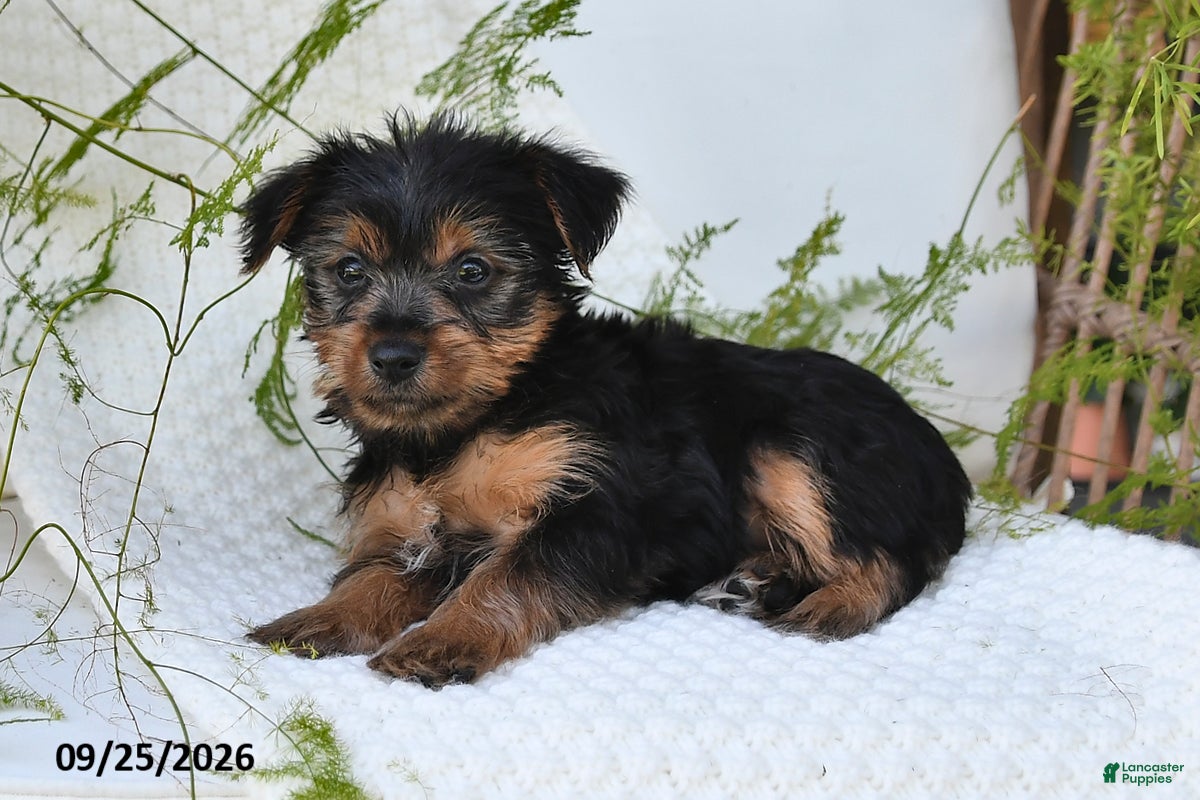 Yorkshire Terrier dogs Nicky - Ad 2