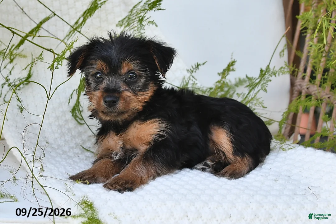 Yorkshire Terrier dogs for sale: Nicky - Ad 2