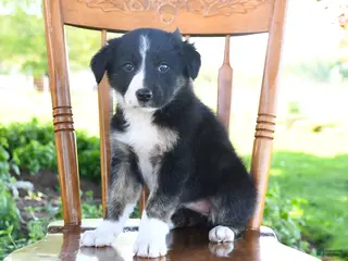 Border Collie dogs for sale: Lilah - Ad 1