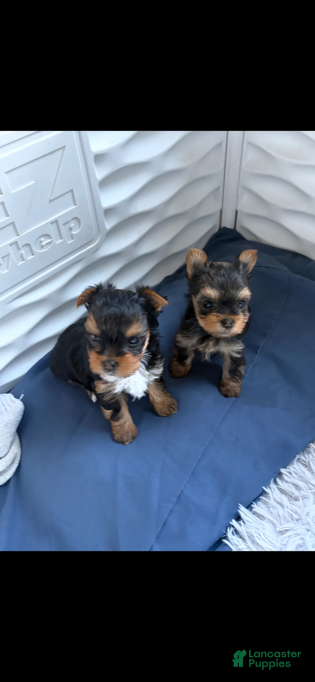 Yorkshire Terrier dogs for sale: Yorkshire Terrier  - Ad 1