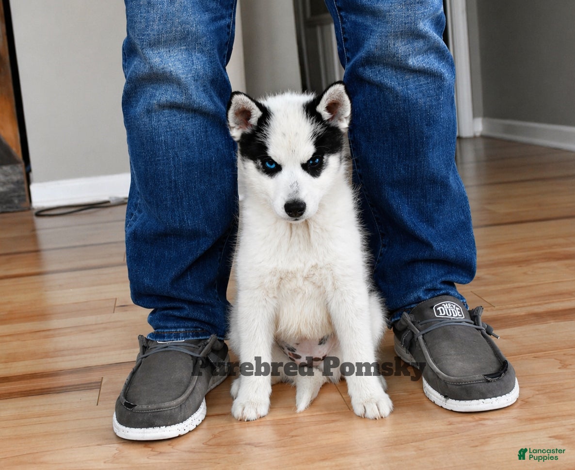 Pomsky dogs Pepper Panda Pomsky - Ad 5