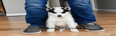 Pepper Panda Pomsky