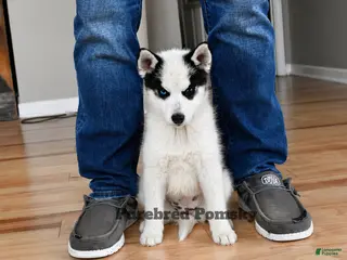 Pomsky dogs Pepper Panda Pomsky - Ad 5